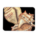 Search for shells magnets Conch seashell