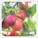 Search for cherry branch stickers Fruit