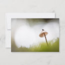 Search for tiny small cards Insect