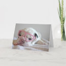 Search for lying down cards Domestic animals
