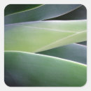 Search for agave stickers Cactus
