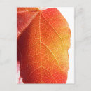 Search for leaf vein postcards Tree