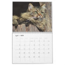 Search for maine coon cat calendars Adorable