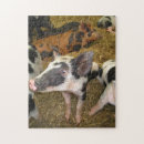 Search for pig puzzles Animal