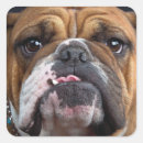 Search for english bulldogs stickers Animals