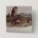 Search for john audubon badges 19th