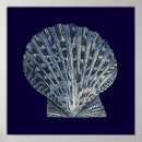Search for sea shell art posters Coastal