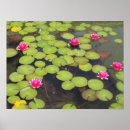 Search for lotus flower posters Photography