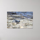 Search for harbour canvas prints Seal