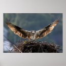 Search for wingspan posters Raptor