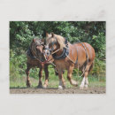 Search for harness postcards Team