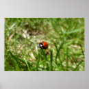 Search for ladybug kids posters Grass