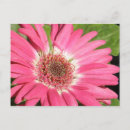 Search for gerber postcards Nature