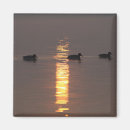 Search for mallards magnets Water