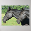 Search for horse heads posters Horses