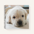 Search for labrador notebooks Puppy