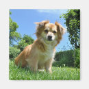 Search for dog magnets Puppy