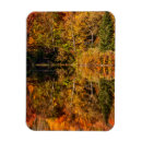 Search for collins magnets Foliage