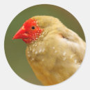 Search for beautiful face stickers Wildlife