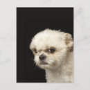 Search for anger photography Dogs