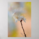 Search for apricot posters Flower
