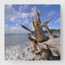 Search for driftwood clocks Sea