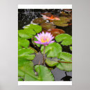 Search for water lily pond posters Plant