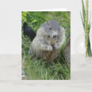 Search for marmot cards Groundhog