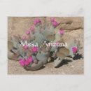 Search for flower bloom postcards Cactus