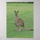 Search for joey kangaroo posters Nature