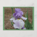 Search for blue iris postcards Garden