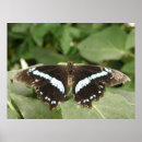 Search for lepidoptera posters Animals