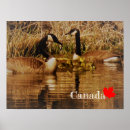 Search for geese posters Canada goose