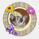 Search for sugar gliders stickers Pets