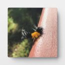 Search for dancing plaques Black