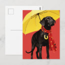 Search for black lab postcards Canine