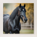 Search for pony photography Equestrian