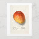 Search for mango postcards Illustration