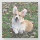 Search for leap coasters Puppy
