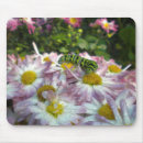 Search for aster flowers electronics Pink