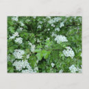 Search for may day postcards Happy