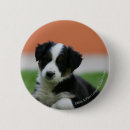 Search for border collie dog badges Canine photographer