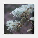 Search for spring pink magnets Photograph