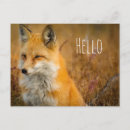 Search for wilderness postcards Wild animal