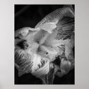 Search for transparent posters Chic