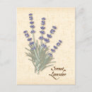 Search for perfum postcards Lavender