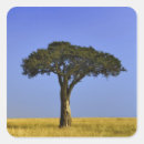 Search for masai stickers Tree