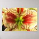 Search for amaryllis posters Green
