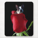 Search for terrier electronics Red