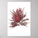Search for seaweed posters Antique